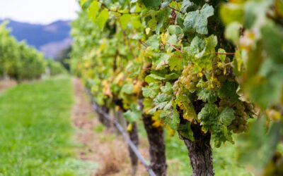 Sauvignon Blanc: En frisk og aromatisk drue til vinelskere