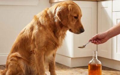 Olie til hunde: En komplet guide til din bedste vens sundhed